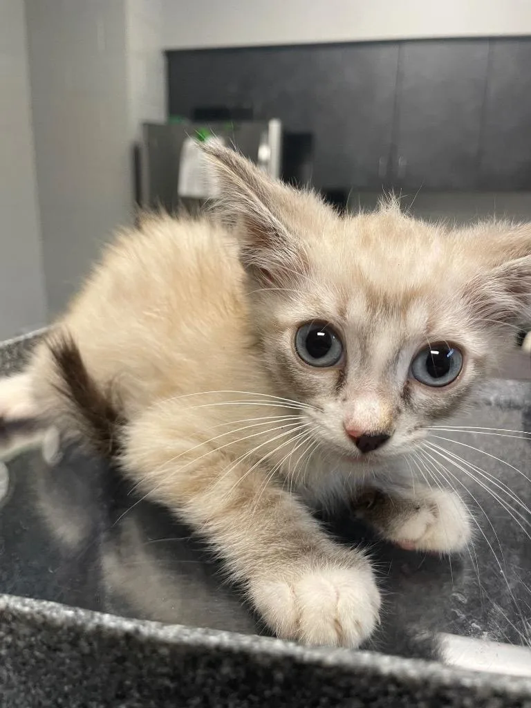 A baby small-sized male Domestic Short Hair cat named C for adoption in Henderson, NC