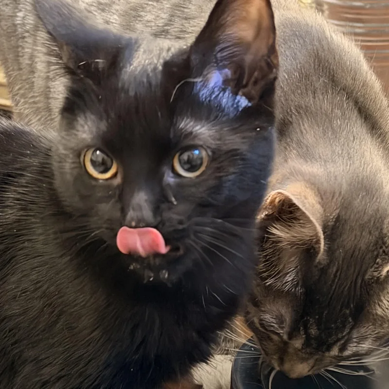 Dauphine thumbnail 2