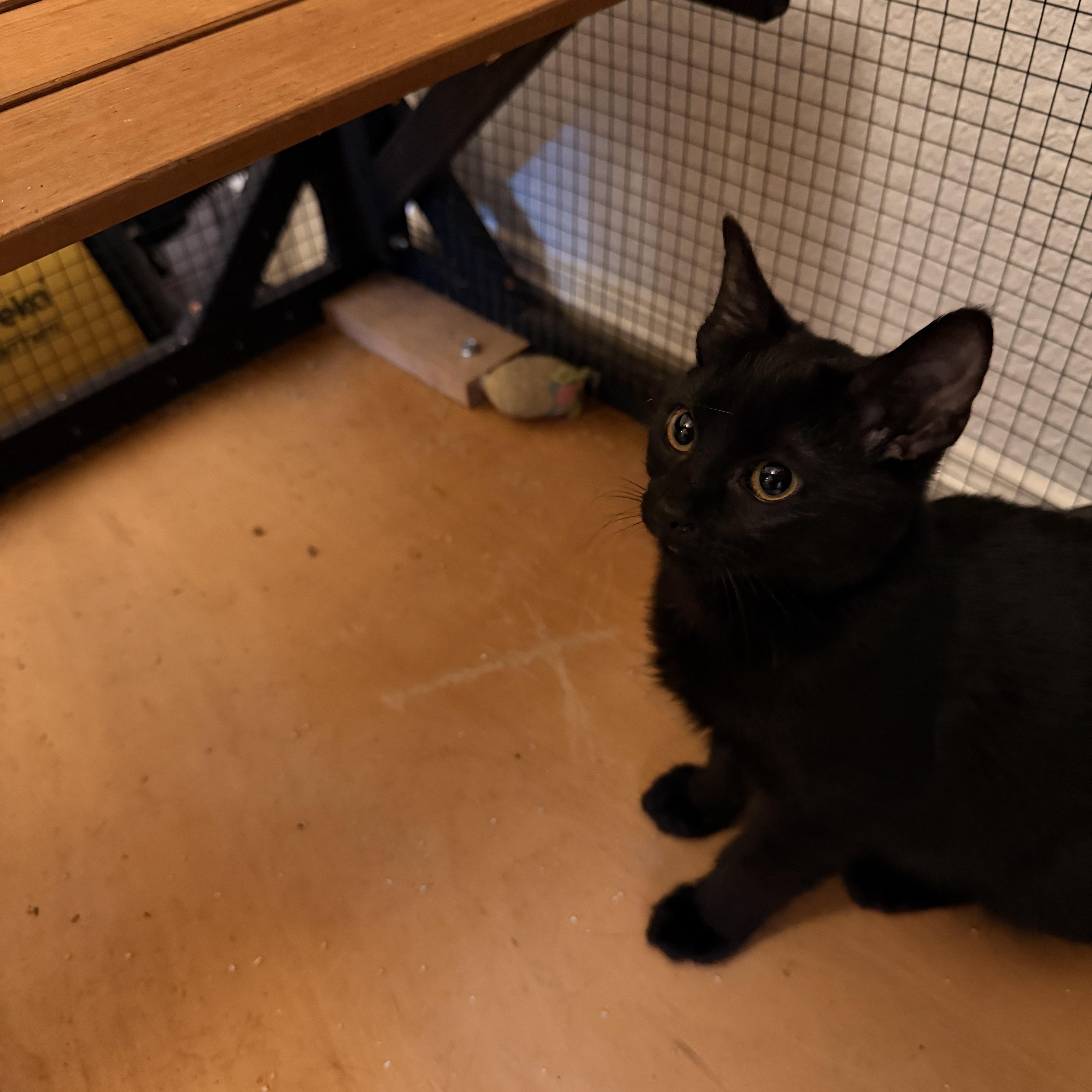 Dauphine thumbnail 3