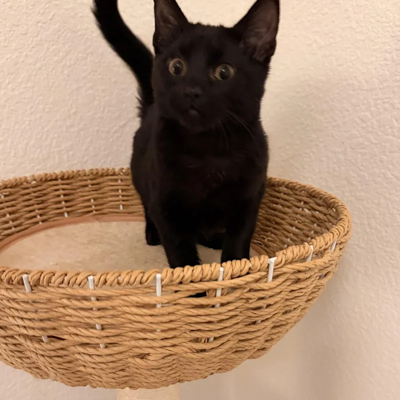 Dauphine thumbnail 4