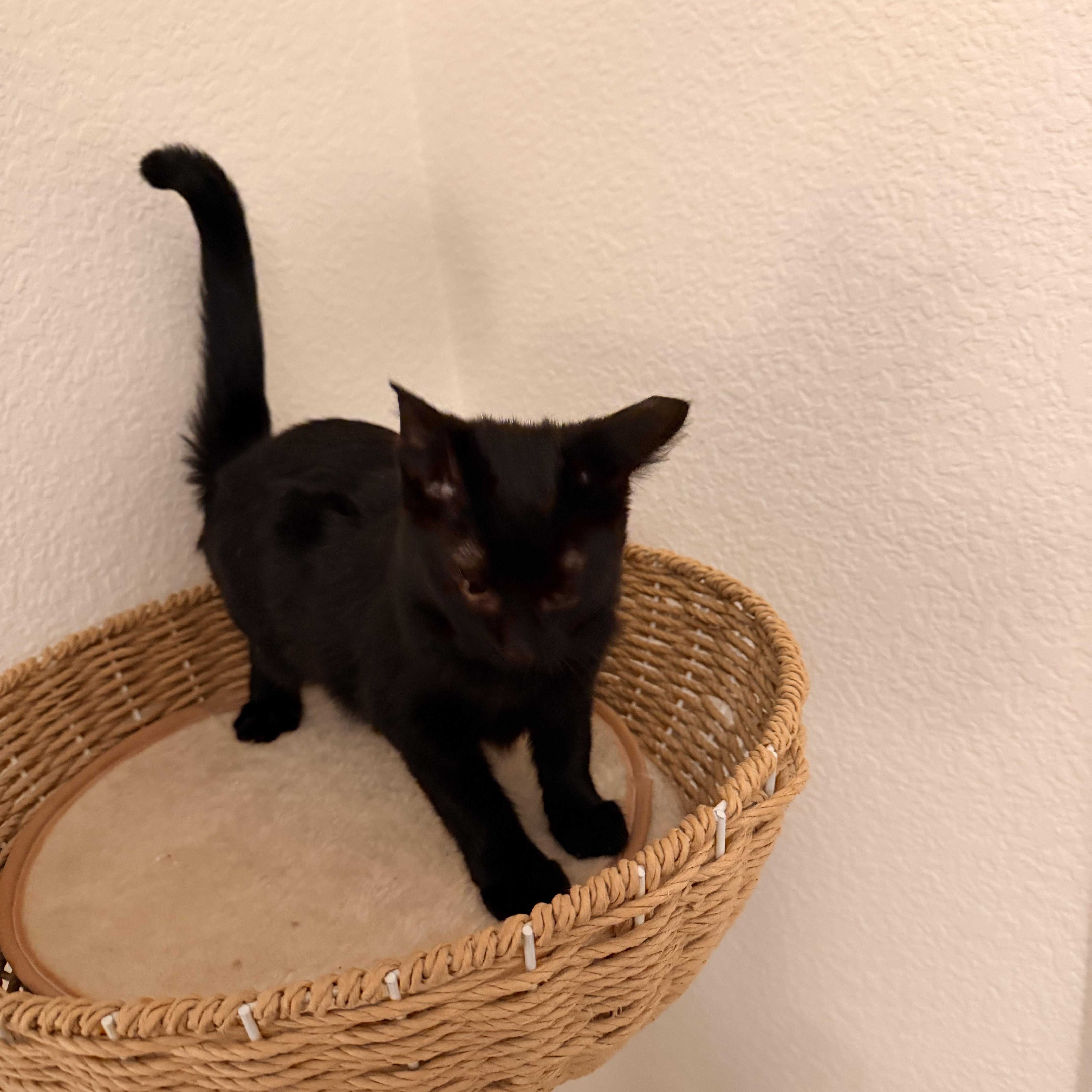 Dauphine thumbnail 5