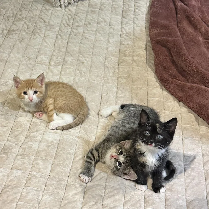 A baby small-sized male Orange / Red Domestic Short Hair cat named Diego for adoption in Tustin, CA