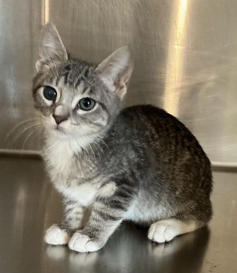 A baby small-sized male Tabby (Brown / Chocolate) Domestic Short Hair cat named Gunter for adoption in Bloomsdale, MO