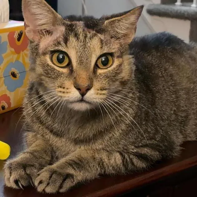 An adult large-sized male Brown / Chocolate Domestic Short Hair cat named Alexander Skarsgard for adoption in Abingdon, MD