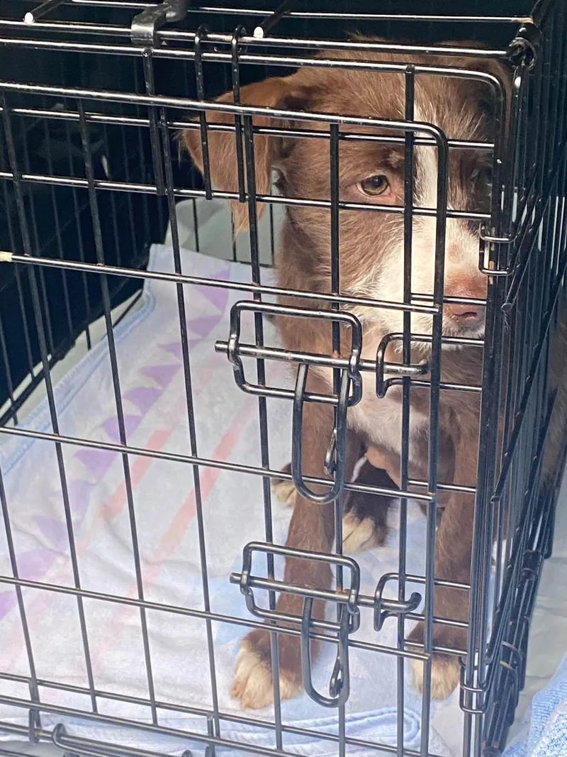 A baby large-sized female Terrier dog named Lovable Lola for adoption in Reston, VA
