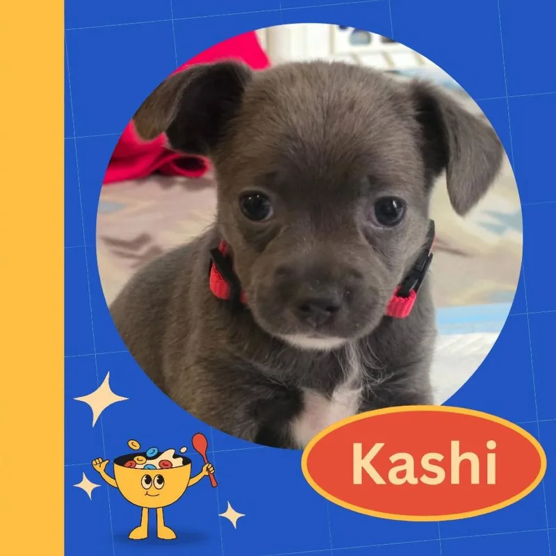 Kashi thumbnail 5