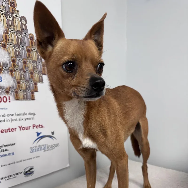An adult small-sized male Brown / Chocolate Chihuahua dog named Cord for adoption in Erie, PA