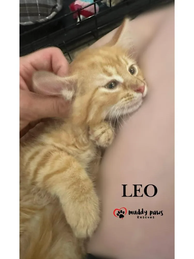 Nature Litter: Leo