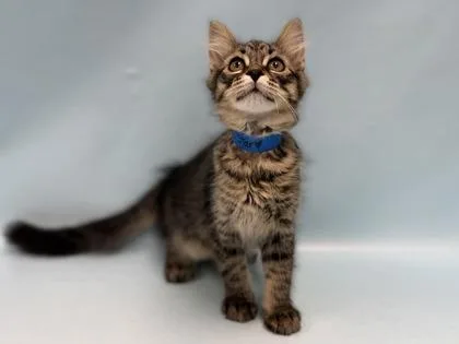 A baby small-sized male Domestic Medium Hair cat named Star for adoption in Coon Rapids, MN