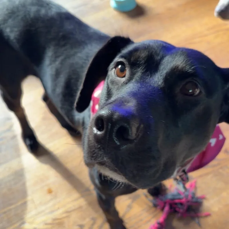 An adult large-sized female Labrador Retriever dog named Star for adoption in Chicago, IL