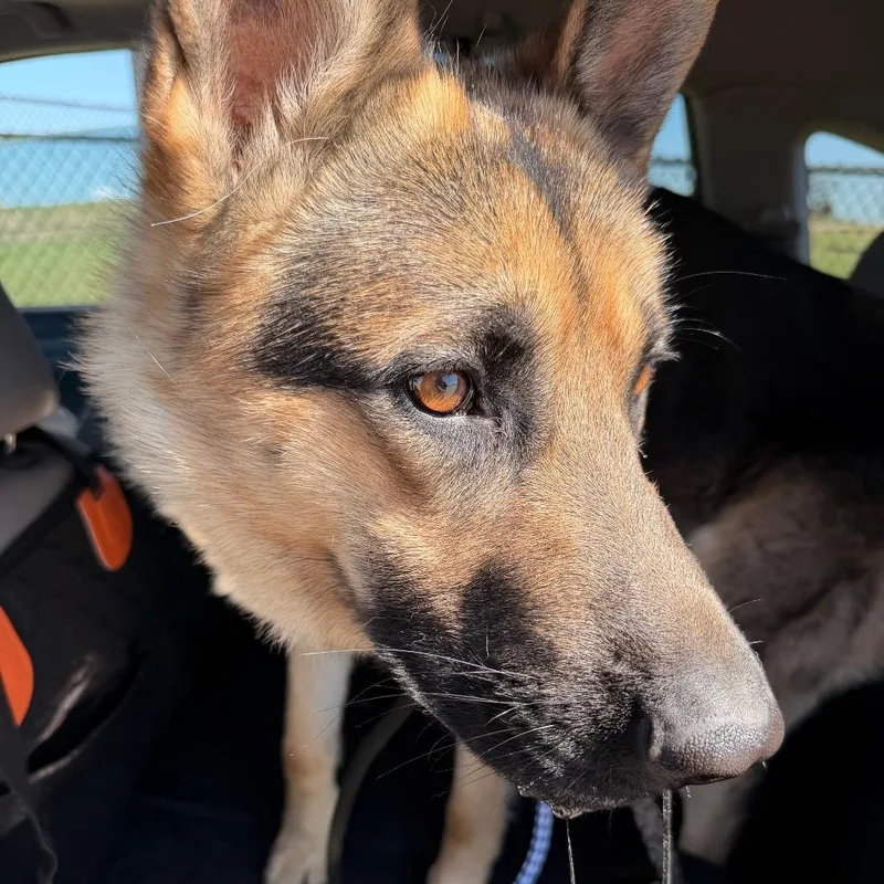 An adult large-sized male Black German Shepherd Dog dog named Simba for adoption in Tulsa, OK