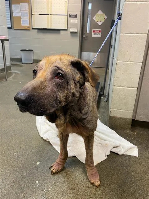 An adult large-sized male Mixed Breed dog named Odom for adoption in Jacksonville, FL