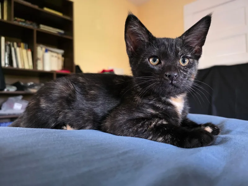 A baby small-sized female Domestic Short Hair cat named Amelia for adoption in South Pasadena, CA