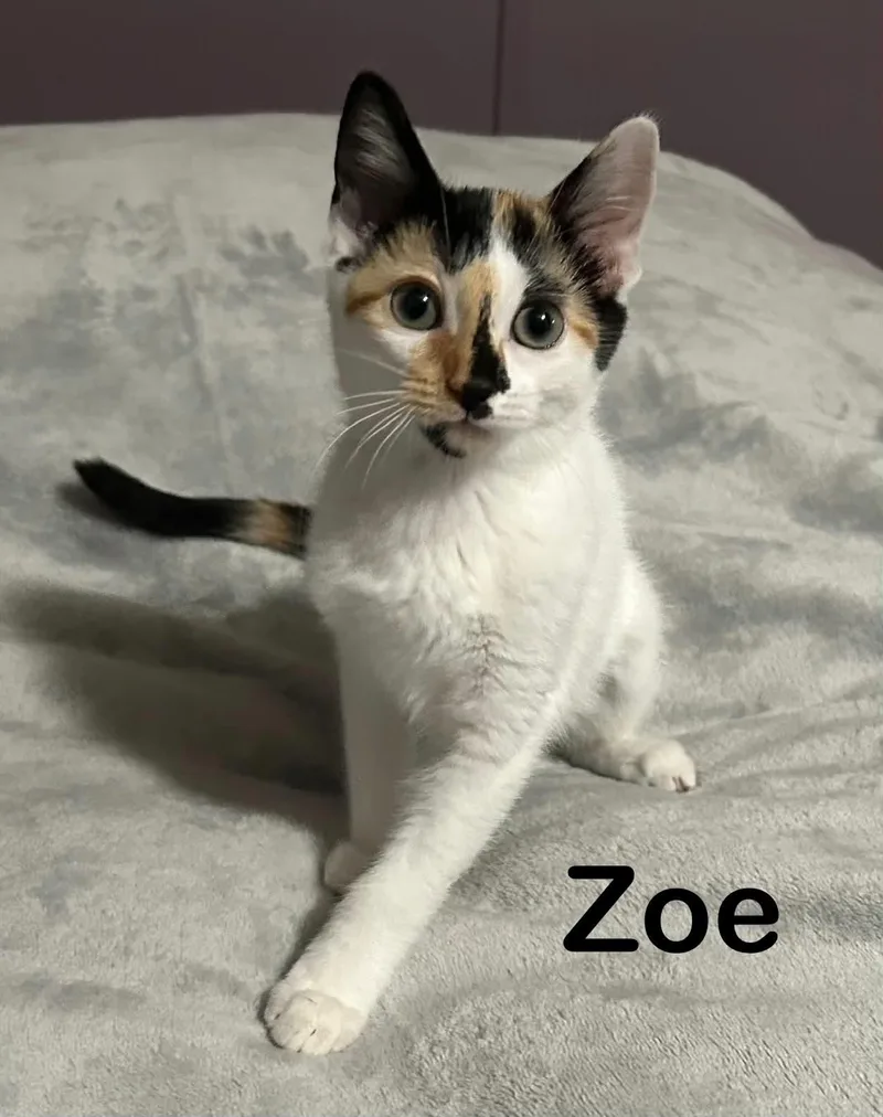Zoe thumbnail 2