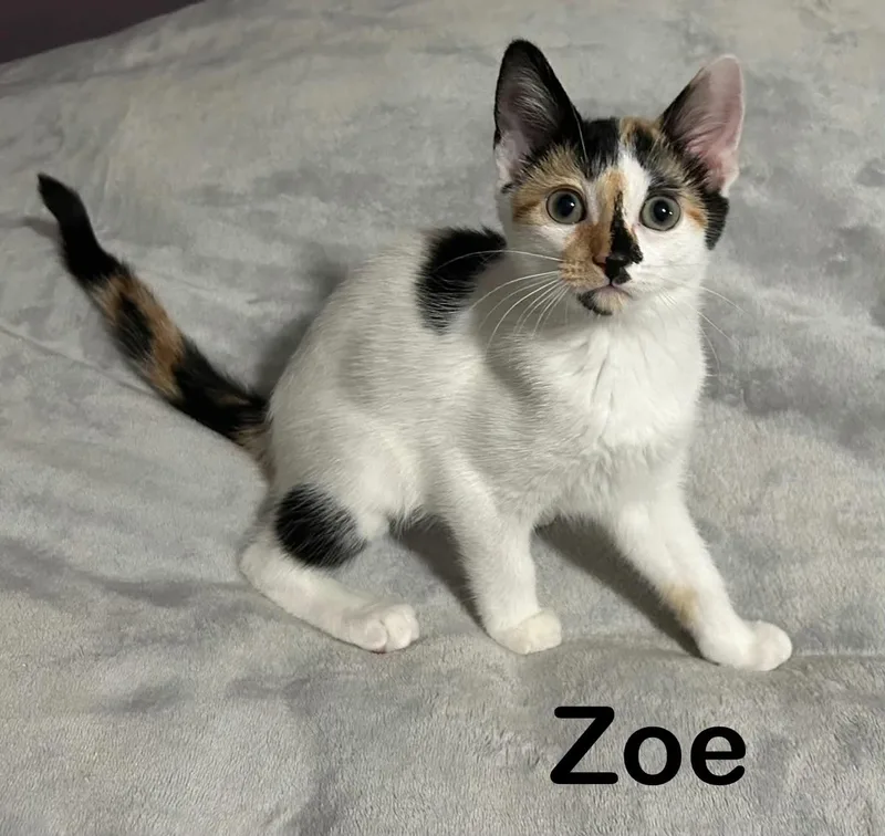 Zoe thumbnail 4