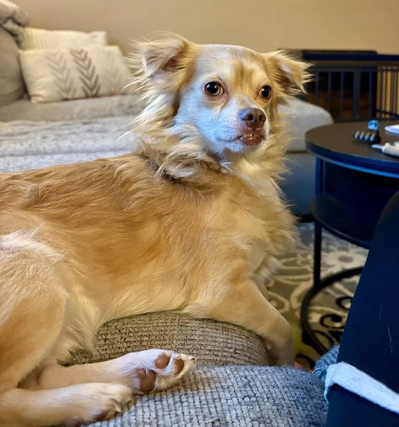 A young small-sized male Brown / Chocolate Chihuahua dog named Peanut for adoption in Greenlawn, NY