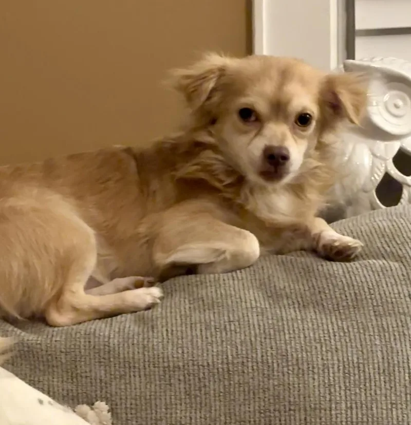 Peanut thumbnail 6