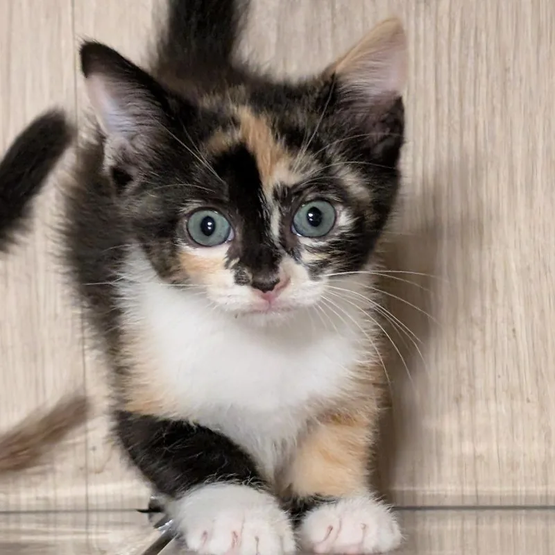 A baby small-sized female Black Domestic Short Hair cat named Vienna for adoption in Austin, TX