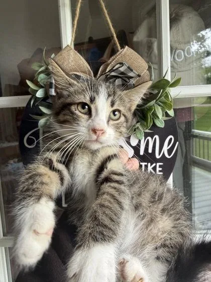 An adult small-sized male Domestic Short Hair cat named Cal for adoption in Berwick, PA