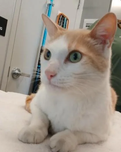 An adult large-sized male Domestic Short Hair cat named Maverick for adoption in Lafayette, IN