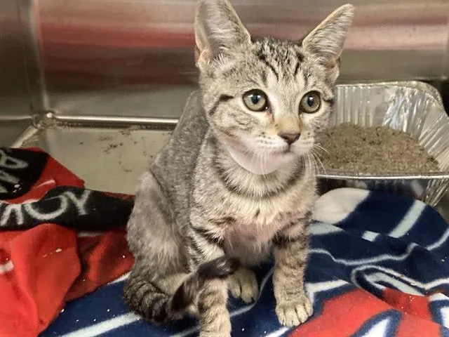 A baby small-sized female Domestic Short Hair cat named Rose for adoption in Tustin, CA