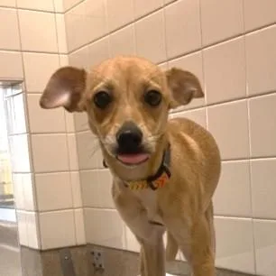 An adult small-sized female Chihuahua dog named Alma for adoption in San Francisco, CA