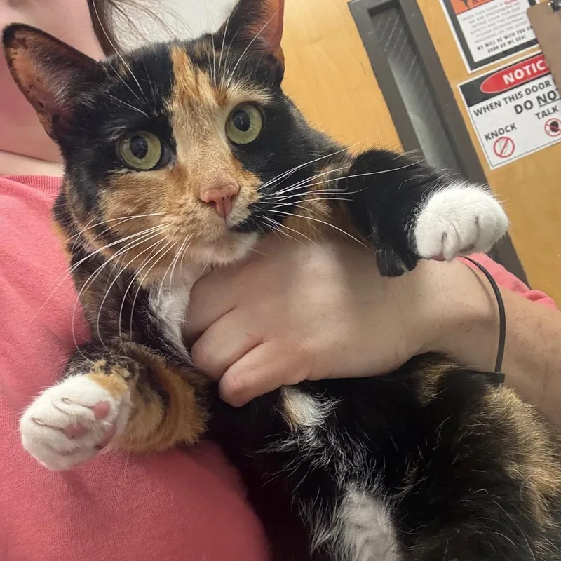 An adult medium-sized female Calico Domestic Short Hair cat named Tammy for adoption in Columbiana, AL