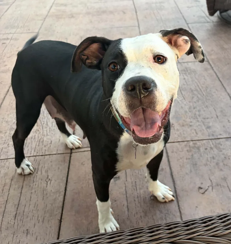 An adult large-sized female Black American Staffordshire Terrier dog named Luna for adoption in O'Fallon, MO