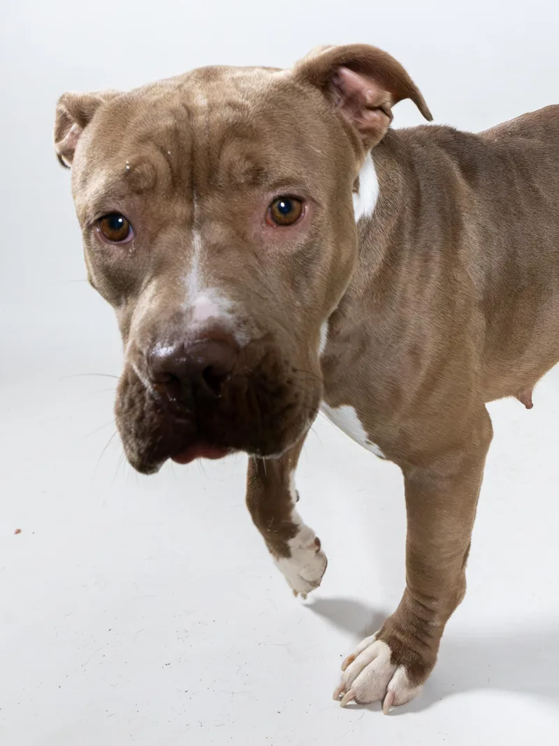 An adult medium-sized female Brown / Chocolate Pit Bull Terrier dog named Shrieka for adoption in Harvey , LA