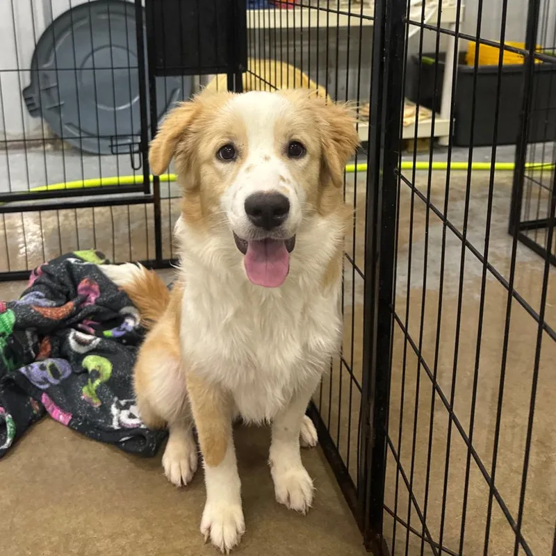 A baby medium-sized female Yellow / Tan / Blond / Fawn Retriever dog named Piper for adoption in Parrish, AL