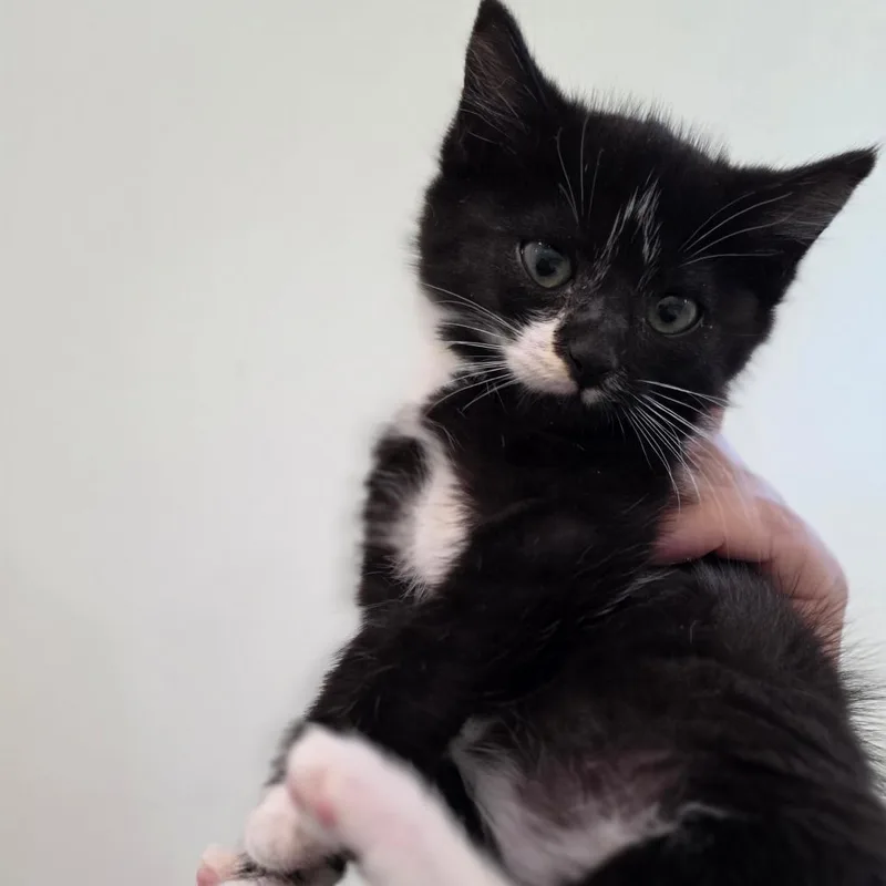 A baby small-sized male Black Domestic Short Hair cat named Salem for adoption in Chapel Hill, NC