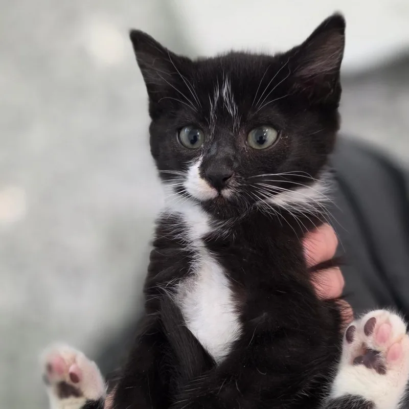Salem thumbnail 2