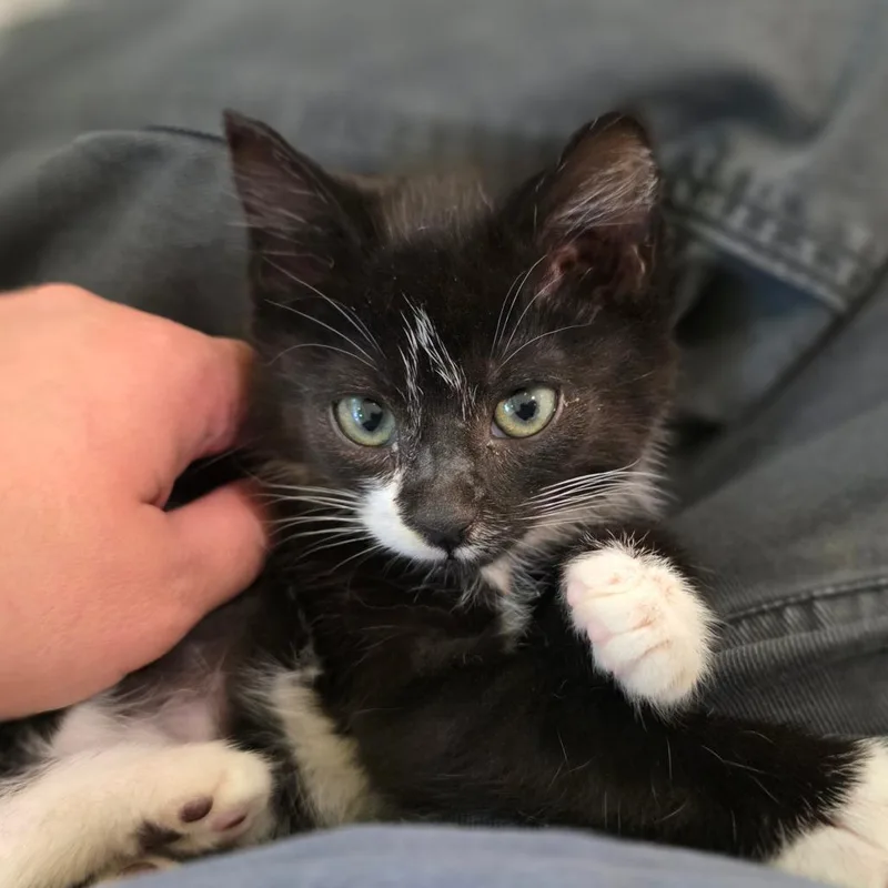 Salem thumbnail 3