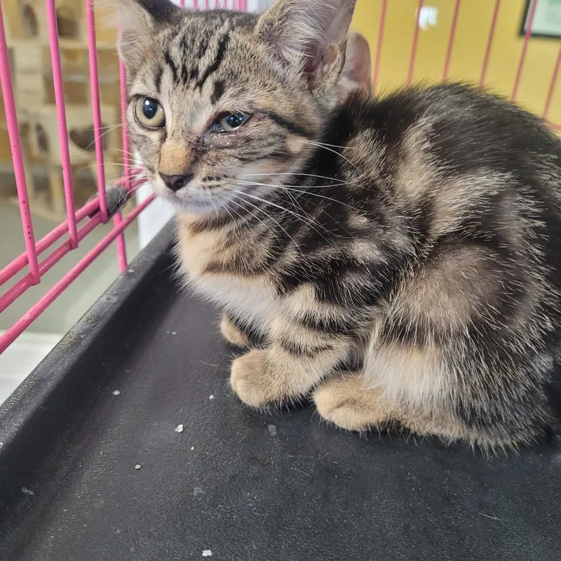 A baby small-sized female Domestic Short Hair cat named Darla for adoption in Clarksdale, MS