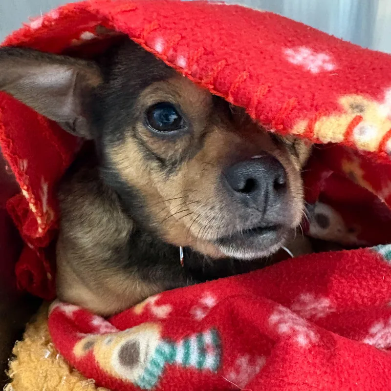 Maura Higgins thumbnail 4