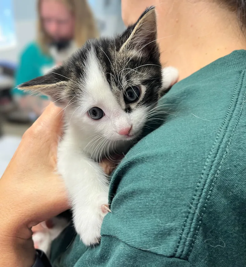 A baby medium-sized male Tabby (Brown / Chocolate) Domestic Short Hair cat named M&m for adoption in Seville, OH