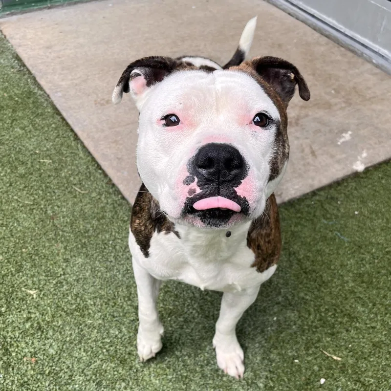 An adult large-sized male White / Cream Mixed Breed dog named Kermit for adoption in Fairport, NY