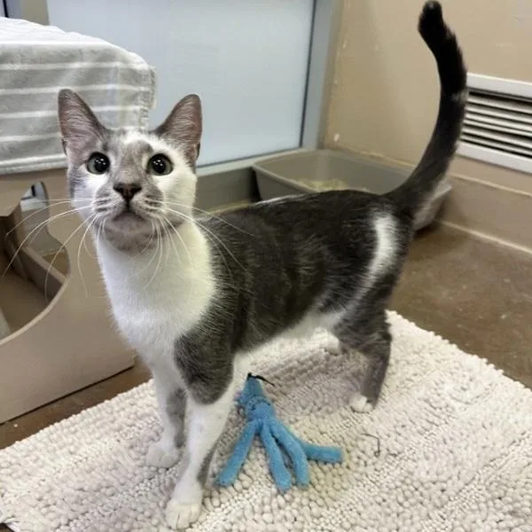 A young medium-sized male Domestic Short Hair cat named Cowrie for adoption in Walnut Creek, CA