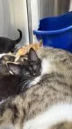 A baby small-sized female Black Domestic Medium Hair cat named Starvina for adoption in Atlanta, GA