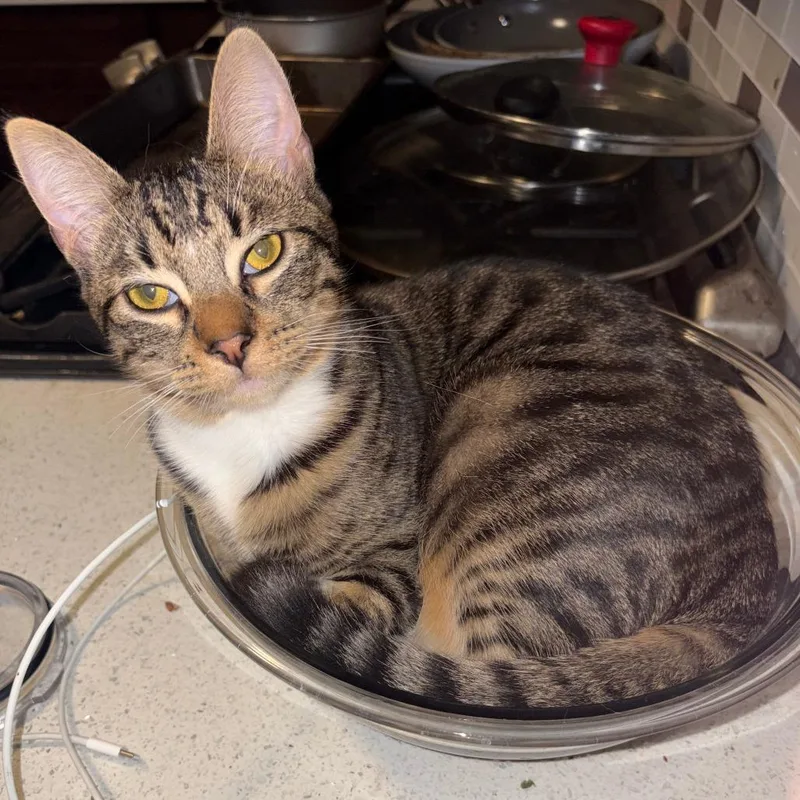 A young small-sized male Brown / Chocolate Domestic Short Hair cat named Smokey for adoption in Los Angeles, CA