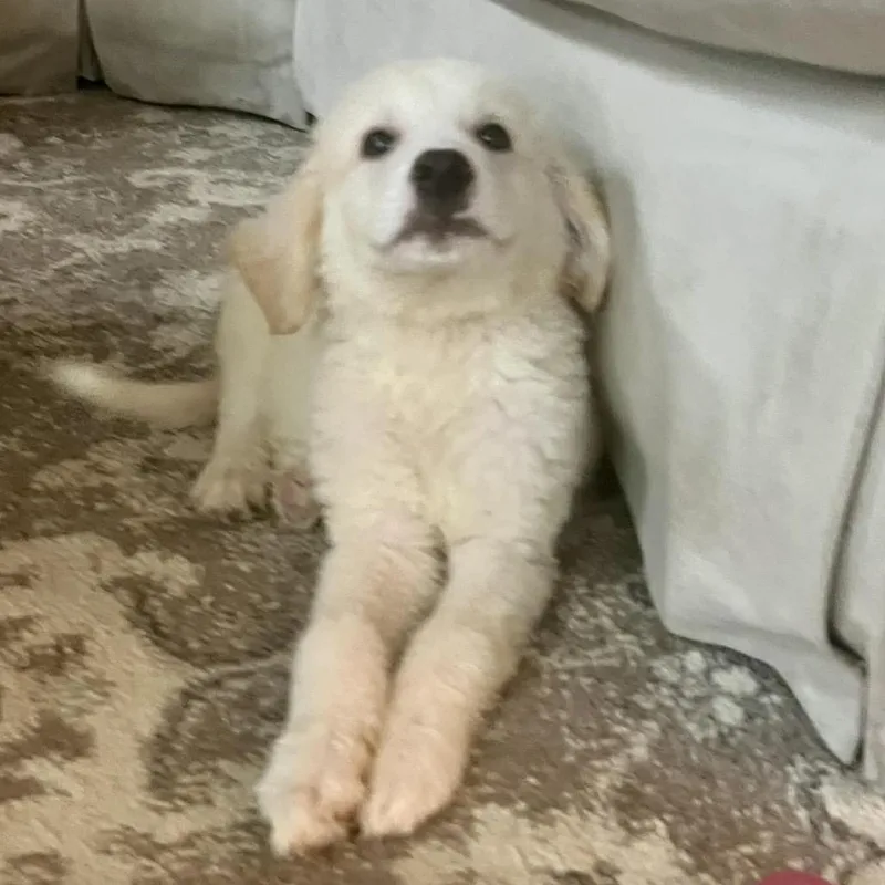 Bogart