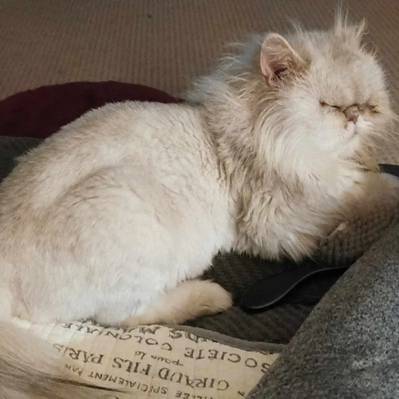 A young small-sized female White Persian cat named Pearl for adoption in Tulsa, OK