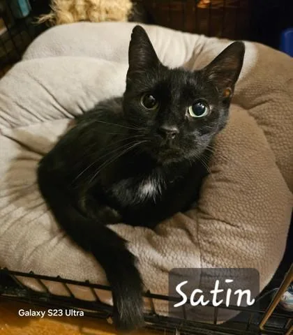 An adult medium-sized female Domestic Short Hair cat named Satin for adoption in Fairfax, VA