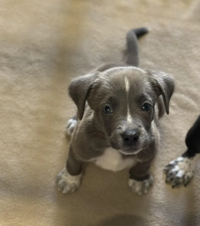 A baby medium-sized female Mixed Breed dog named Lexie for adoption in MYRTLE BEACH, SC