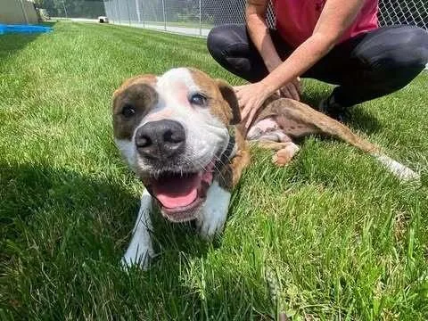 A young medium-sized male Tricolor (Brown, Black, & White) Pit Bull Terrier dog named Titan for adoption in Hillsboro, OH