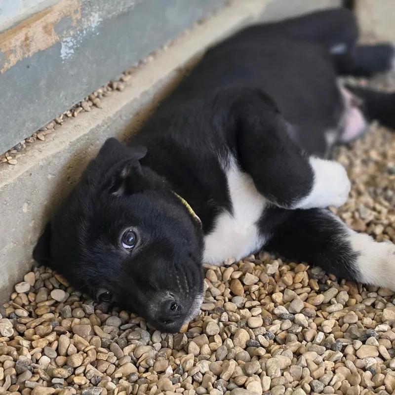 A baby medium-sized male Black German Shepherd Dog dog named Dougie JuM for adoption in Austin, TX