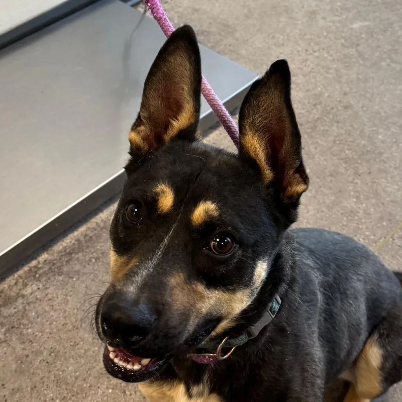 A young medium-sized male Black Mixed Breed dog named Benny for adoption in Las Cruces, NM