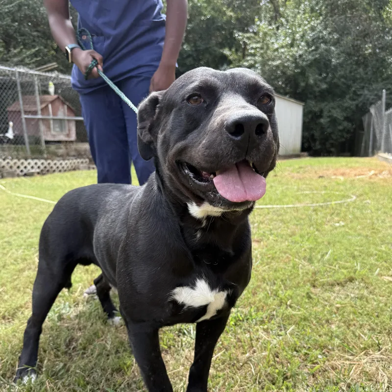 An adult medium-sized male Black Pit Bull Terrier dog named Bobby Joe for adoption in Columbia, SC