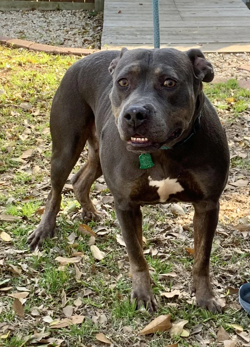 An adult large-sized female Pit Bull Terrier dog named Crystal  A True for adoption in Oakhurst, NJ
