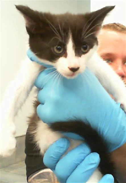 A baby small-sized female Domestic Short Hair cat named Mia for adoption in Charlotte, NC